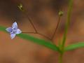 Blue Diamond Flower